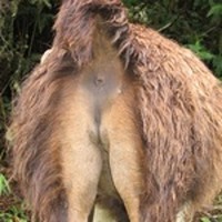 Pfostenbild