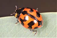 Pfostenbild