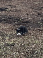 Pfostenbild