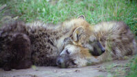 Pfostenbild