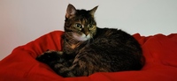 Pfostenbild