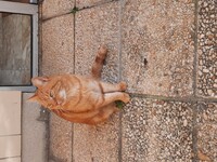 Pfostenbild